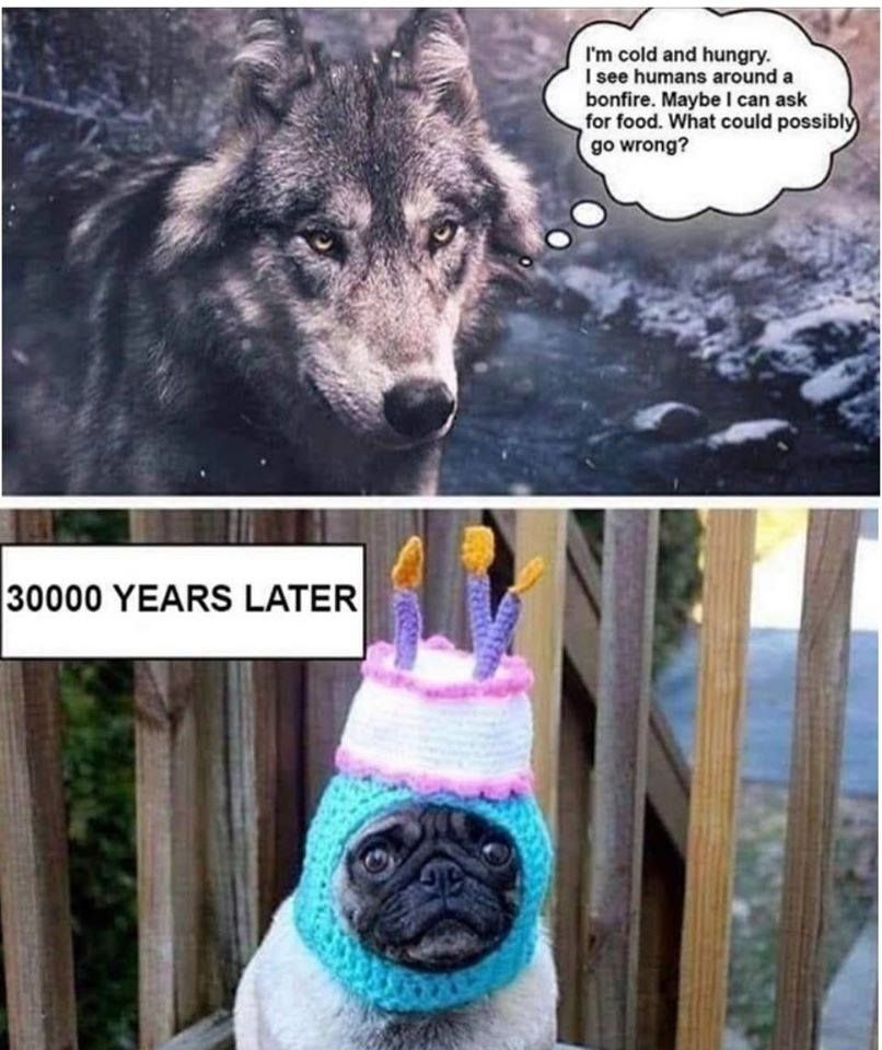 ElayneBoosler's tweet image. Happy #Caturday! Sometimes you just have to post a dog. #dogsoftwitter #dogsofinstagram #tailsofjoy tailsofjoy.net