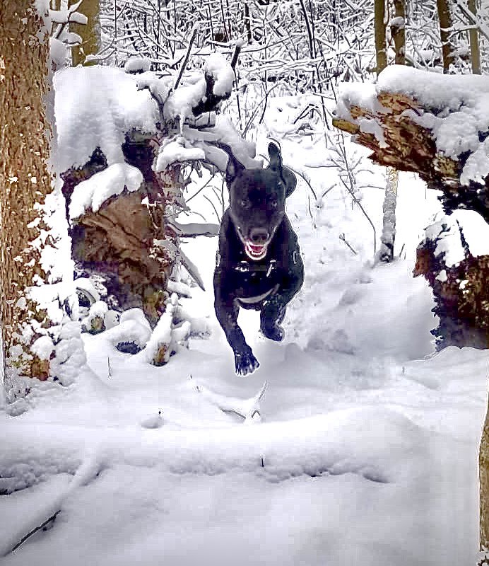 Stuart Sherman tweet media