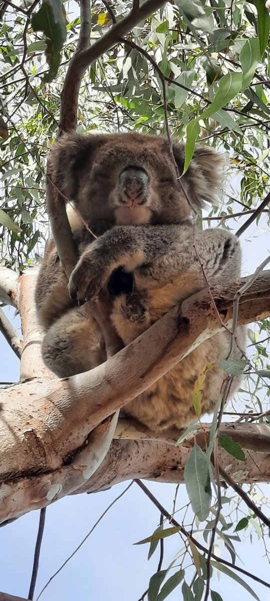 allayne_webster's tweet photo. Sunday #koala spam 🐨💓😊
You're welcome 🏃♀️🌳🌳🌞 Parklife.
#Aussie #Adelaide #fuptsd #wildlife #wildlifephotography #authorlife https://t.co/GJu3a8nTD4