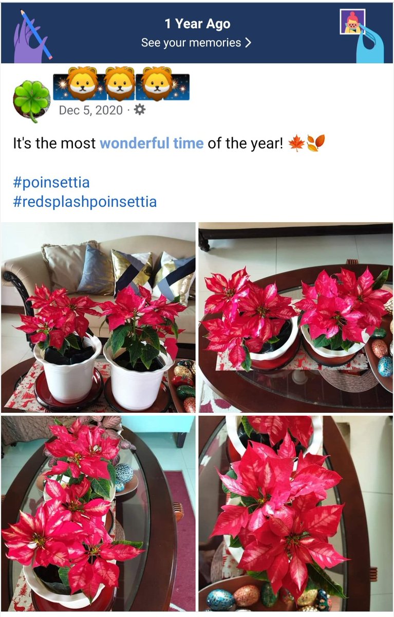 MelaixSF9xZuho's tweet photo. Fb memories! #Pointsettia #RedSplash #RedSplashPointsettia https://t.co/hMs952as0L
