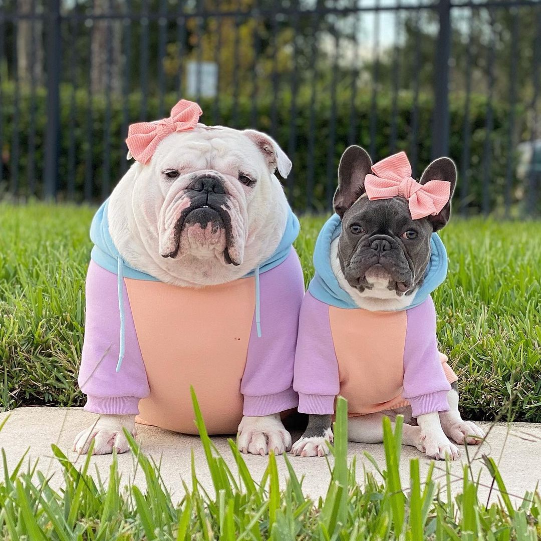 Babeneedsit1's tweet photo. How cute??
#Englishbulldog #dogs #Bulldogs #dogsoftwitter #Puppies https://t.co/yhD7TPOaOf