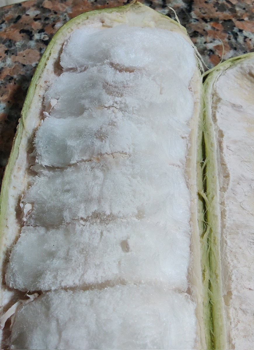 EspinosaGarden's tweet photo. Perfección absoluta. #Guaba de la cordillera #ChongónColonche. https://t.co/HfJpNyZ5dj