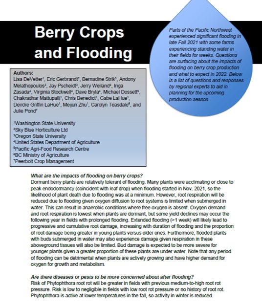 Looking for information on flooding impacts and what your next steps should be as a berry 🫐🍓grower navigating recovery? Access my website below and click on the image to access a document put together by regional experts in the Pacific Northwest. smallfruits.wsu.edu