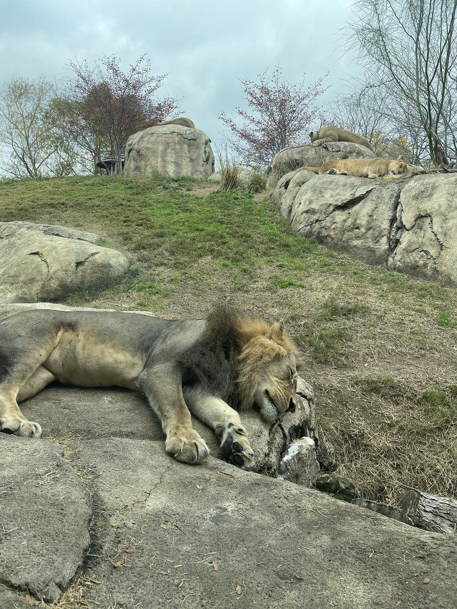 CrystalH24K's tweet photo. Dallas Zoo Today😍😍😍 https://t.co/kOxx5F5Fpd