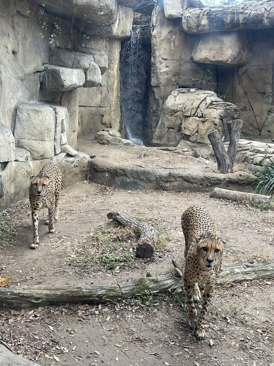 CrystalH24K's tweet photo. Dallas Zoo Today😍😍😍 https://t.co/kOxx5F5Fpd