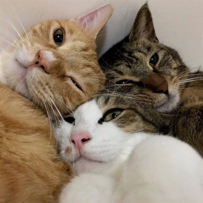 TodoDiaGatinhos's tweet photo. https://t.co/XnQWw3r9Yx