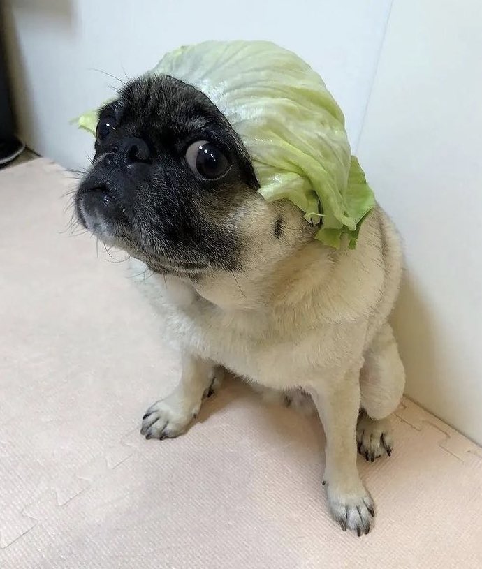 Dale RT al sombrechuga y no digas nada.

Mañana recibirás una buena noticia.