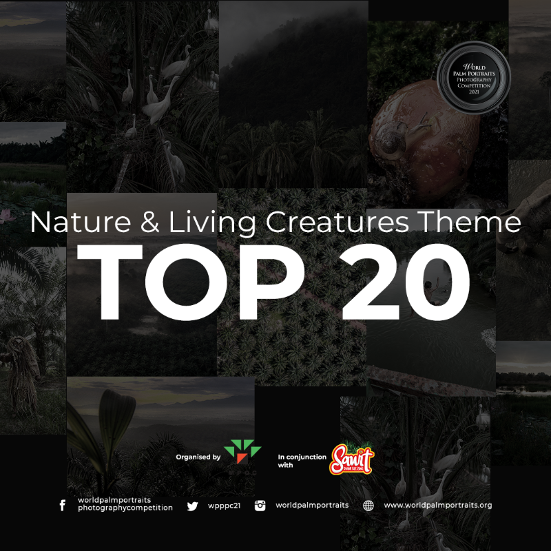 Our panel of experts took the time to view every photo entry and you have been chosen to be in the Top 20 list! Congratulations!  #palmportraits #palmportraits2021 #wpppc #wpppc2021 #worldpalmportraits #photographycompetition #sawit #sawitanugerahtuhan #sawitdivineblessing