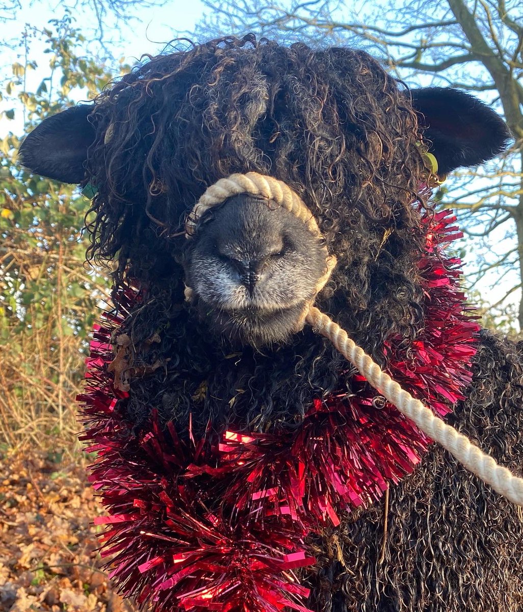 Merry Christmas from this pair of Lincoln Longwools. Does anyone else decorate their livestock? We’d love to see your best pictures!

#sheep #longwool #lincolnlongwool #christmas #rbst #gonative #forthefuture #youngrbst