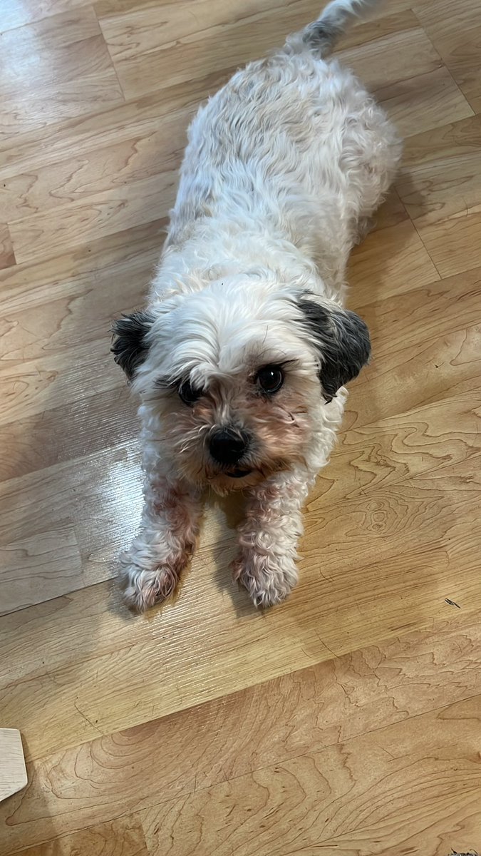 Mom asked me to sit and I laid instead 😂 #dogsoftwitter #dogs #picoftheday