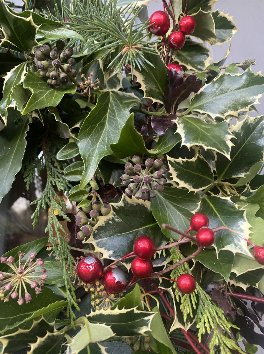 For today's #WednesdayWisdom we're looking at ivy or hedera helix! 🌿

#DidYouKnow Ivy was a symbol of fidelity and so priests would give ivy to newlyweds. Today it is still the custom for bridal bouquets to contain a sprig of ivy! 👰

We love ivy in our festive wreaths!