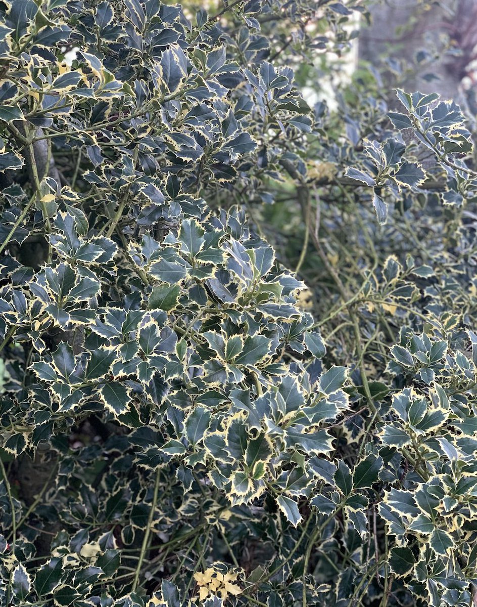 The variegated holly in our garden is making us feel lovely and Christmassy!

What festive plants do you have in your garden?