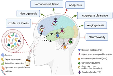 StemCellsJournl's tweet photo. Intranasal delivery of mesenchymal stem cells‐derived extracellular vesicles for the treatment of neurological diseases

#ExperimentalModels #GeneTherapy #InVivoTracking #MesenchymalStemCells #NervousSystem #Neuroimmune #StemCells #ExtracellularVesicles https://t.co/6uAHxWUxer https://t.co/n9XLSPweW4