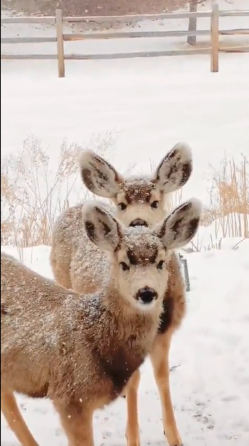 barbypada's tweet photo. 🦌💕🦌💕 https://t.co/TcB2KFTVMs