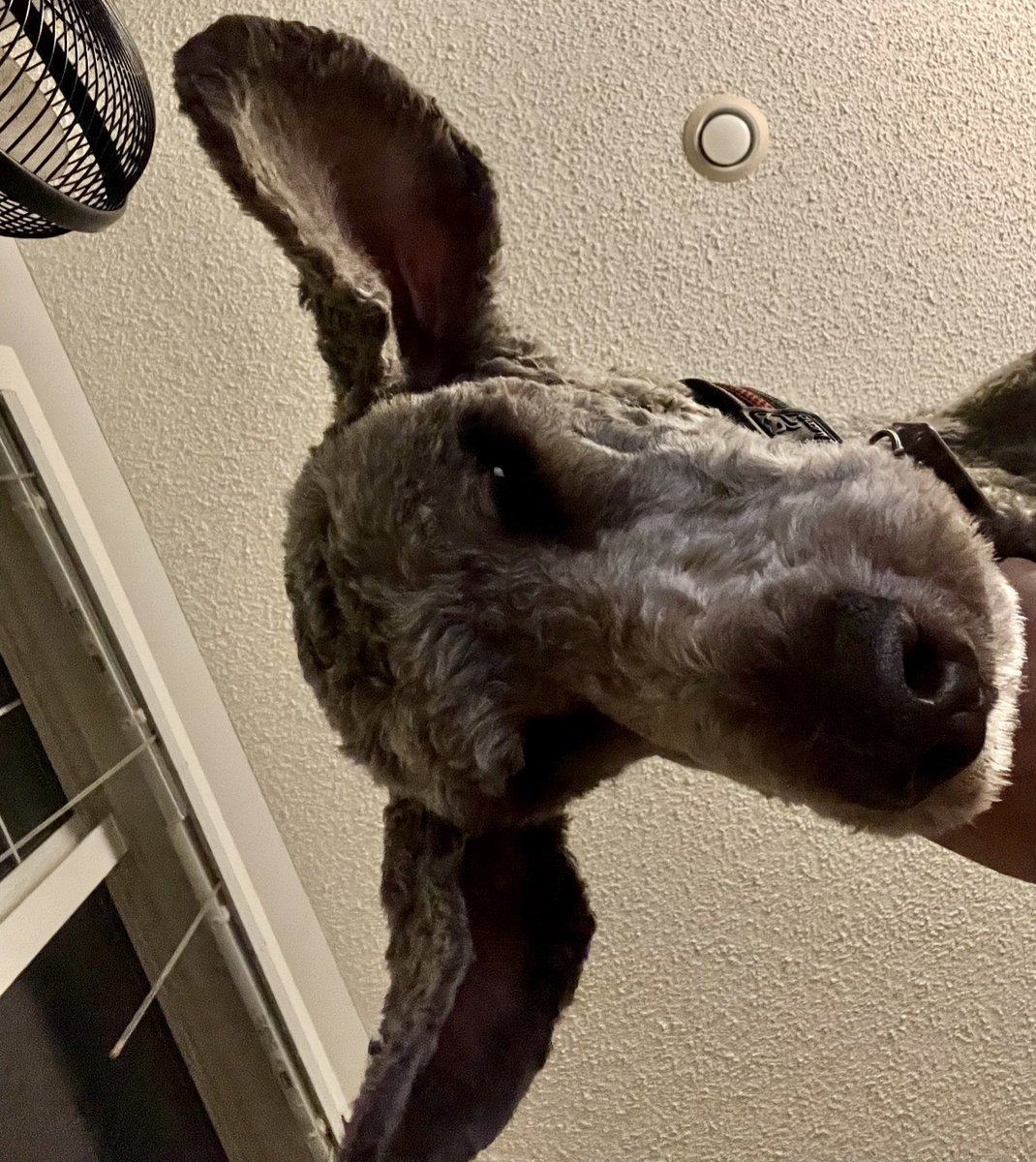 Ryan_the_Spoo's tweet image. Am I a deer or a puppy wondering why you’re sleeping and not up playing with me? #spoomornings