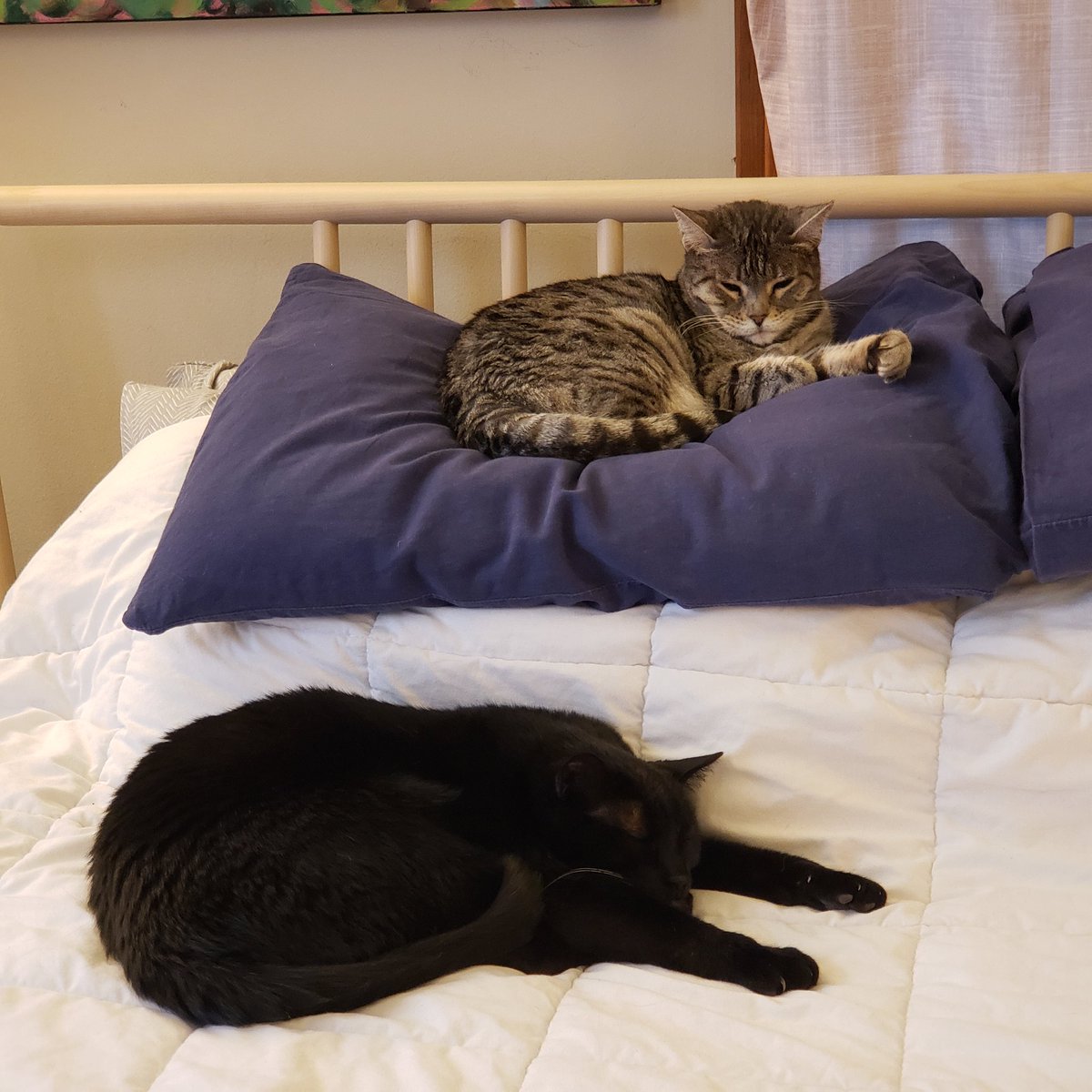 areallybiglife's tweet image. Staying in bed and sleeping?

3 out of 4 paws approval rating. 
Would highly recommend.