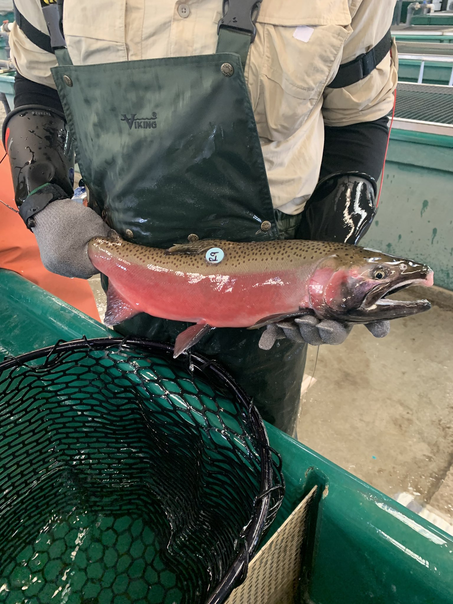 California to transport 17m salmon to the sea by truck as drought bites, California