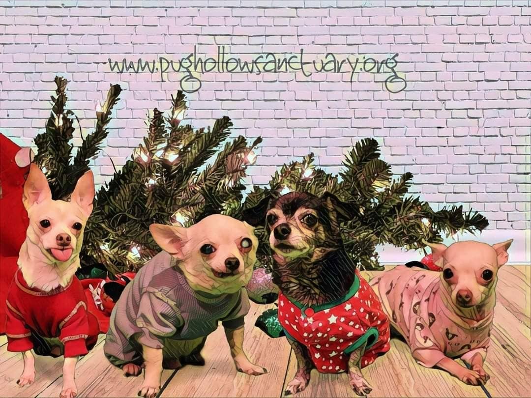 PugHollow's tweet photo. The Human Scribe fell down on the job last week so this week you get TWO #SantaSunday photos! #DogsOfPughollow #DogsOfInstagram https://t.co/OqItLzsSGn