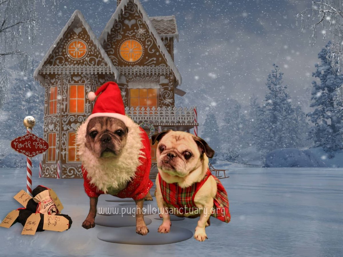 PugHollow's tweet photo. The Human Scribe fell down on the job last week so this week you get TWO #SantaSunday photos! #DogsOfPughollow #DogsOfInstagram https://t.co/OqItLzsSGn