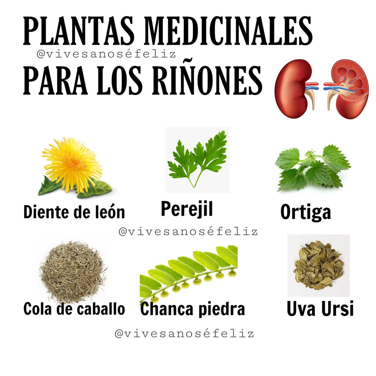 PLANTAS MEDICINALES PARA LOS RIÑONES
Los riñones son dos órganos en forma de frijol, cada uno aproximadamente del tamaño de un puño. Están ubicados justo debajo de la caja torácica (costillas), uno a cada lado de la columna vertebral.