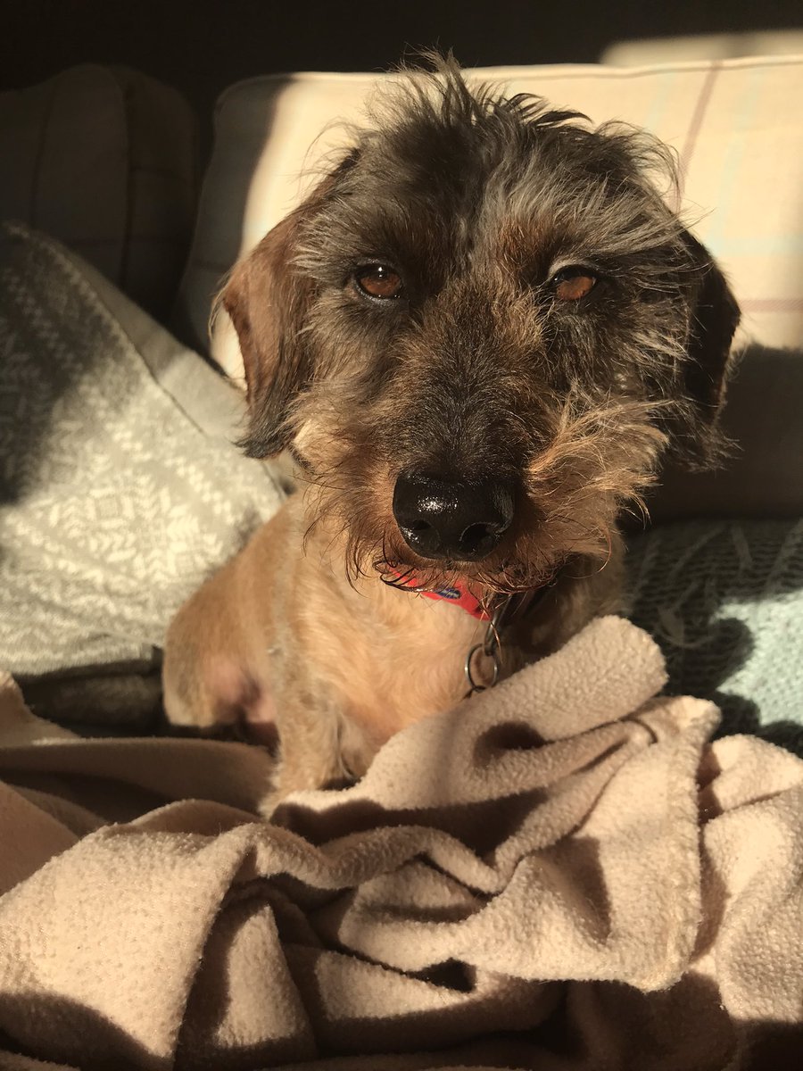 The shade I throw her when she gets in my light 🙄. PS yes, I’m practically naked after having my pre Christmas clip. Blanket essential for warmth and to protect ones modesty 🙈#sausagearmy