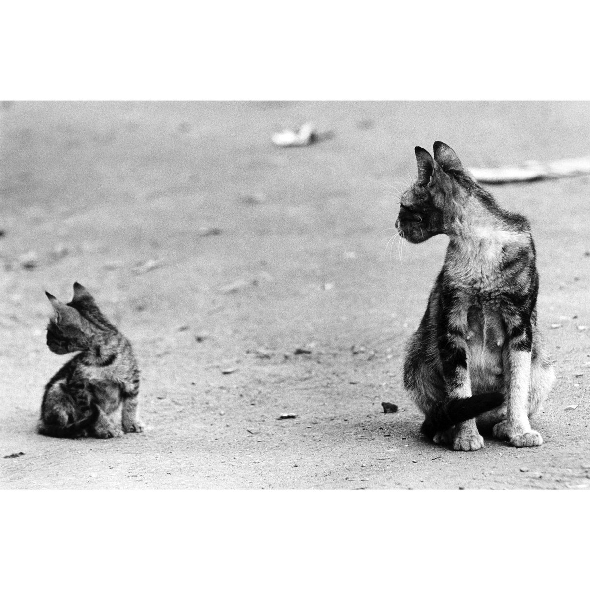 Cairo, Egypt. @StreetPhotoInt @BWPMag #streetphotography #cats #filmphotography #darkroom