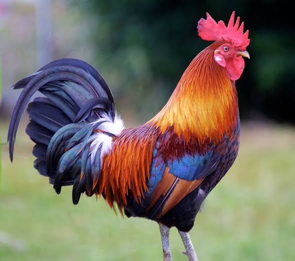 degamesc's tweet photo. Ini ayam 😯                 Ini ayang 😊 https://t.co/KicSHYTnZq