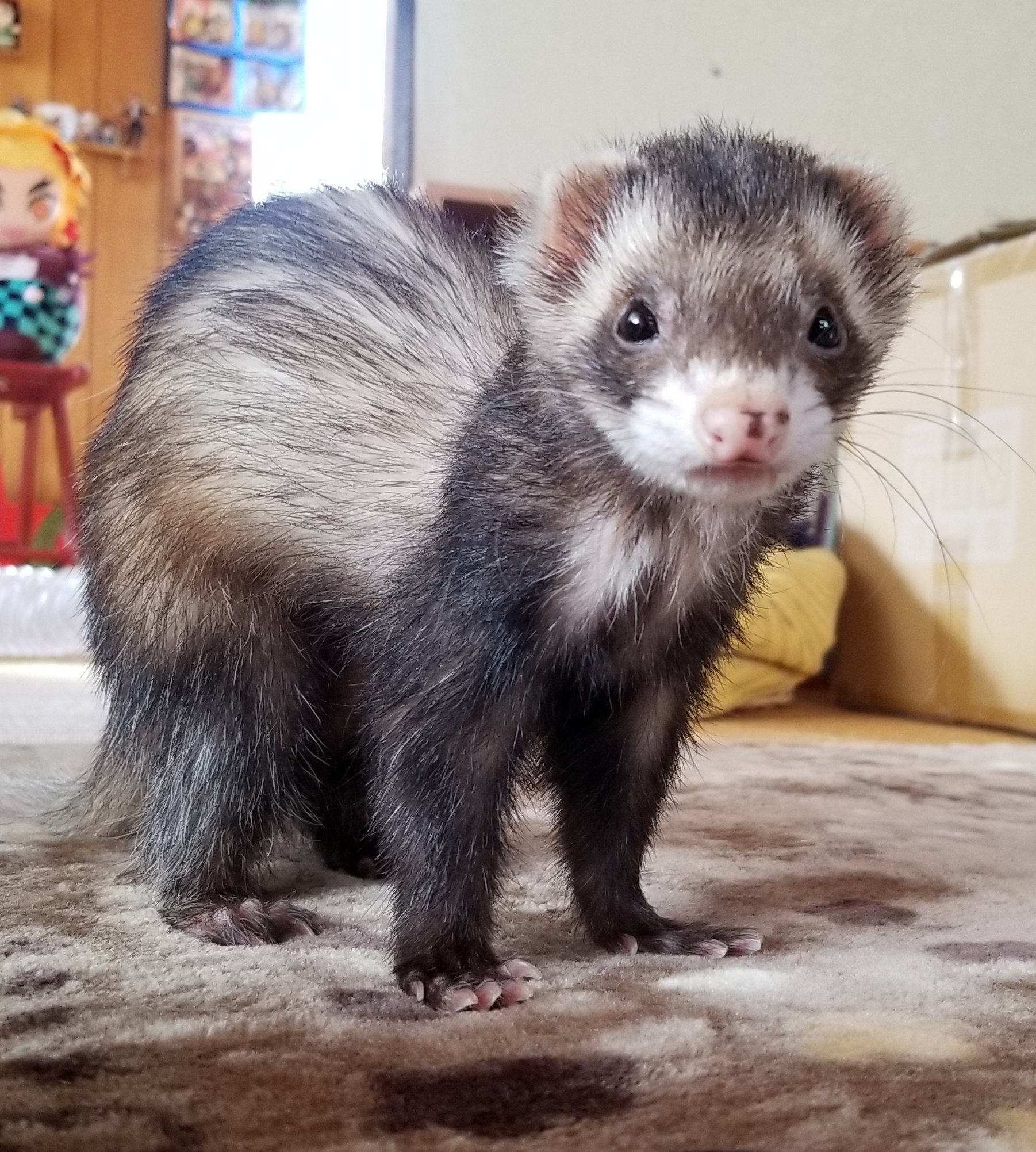 Ferret Ferret Irl Twitter