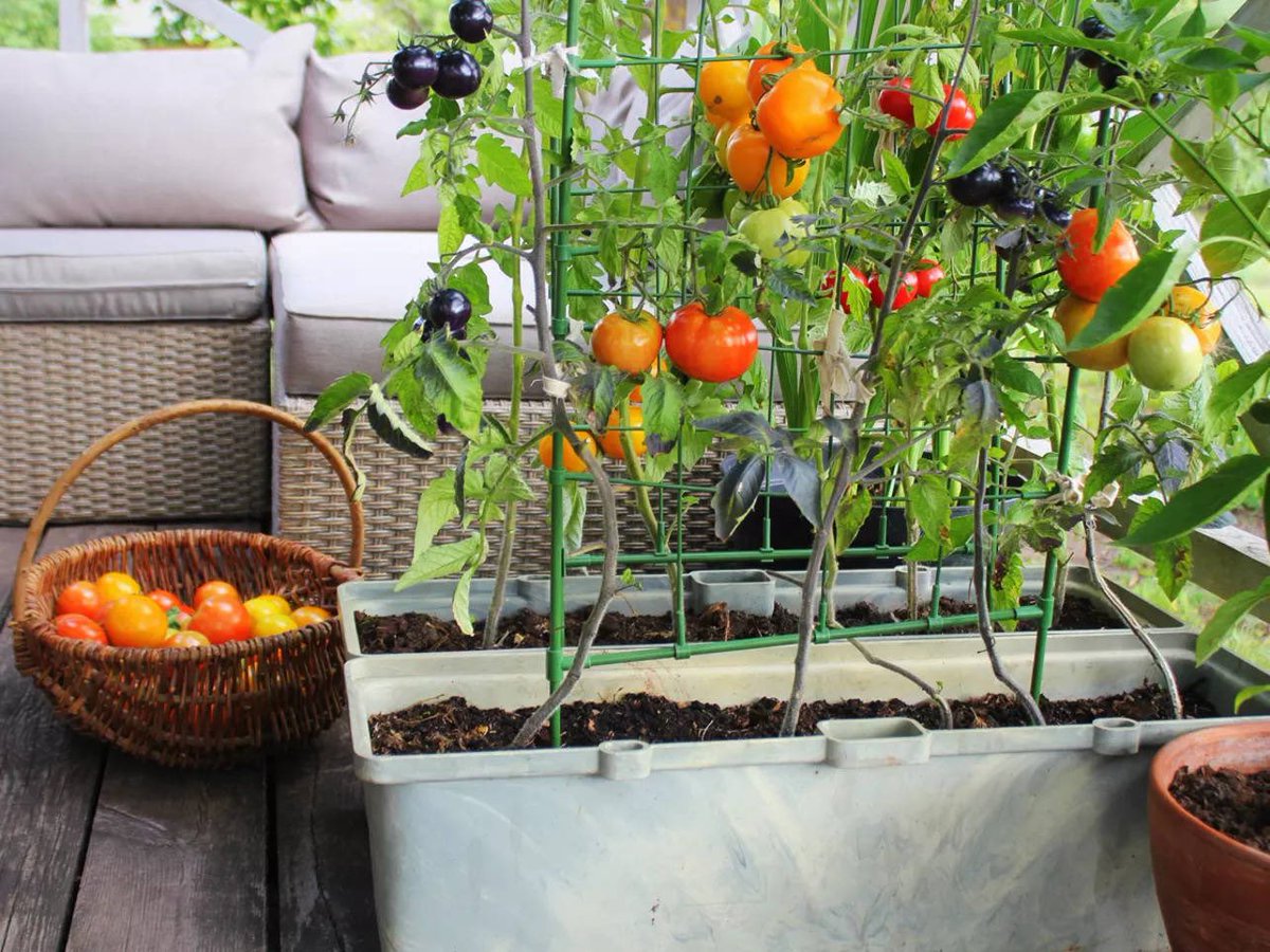 Reduce the distance between garden and kitchen to yield a tasty surprise. 

Start your kitchen garden, we've got everything you need 😇

economictimes.indiatimes.com/magazines/pana…