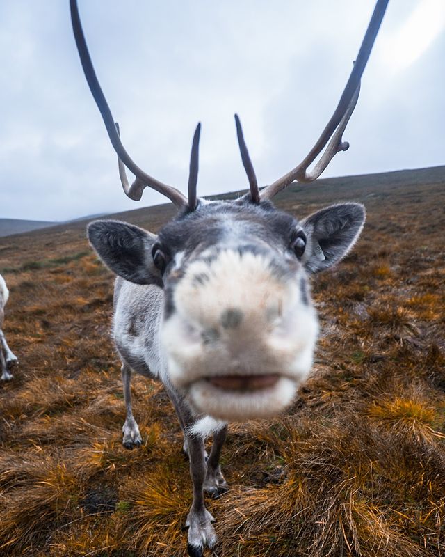 VisitScotland's tweet photo. Only a few days left to get your Christmas wishes in!⚠️🎅 Who's dreaming of a trip to #Scotland in 2022? 🙋 

📍 Cairngorm Reindeer Herd, Glenmore 📷 IG/wearekingingit #RespectProtectEnjoy https://t.co/FcNHHO6aAI