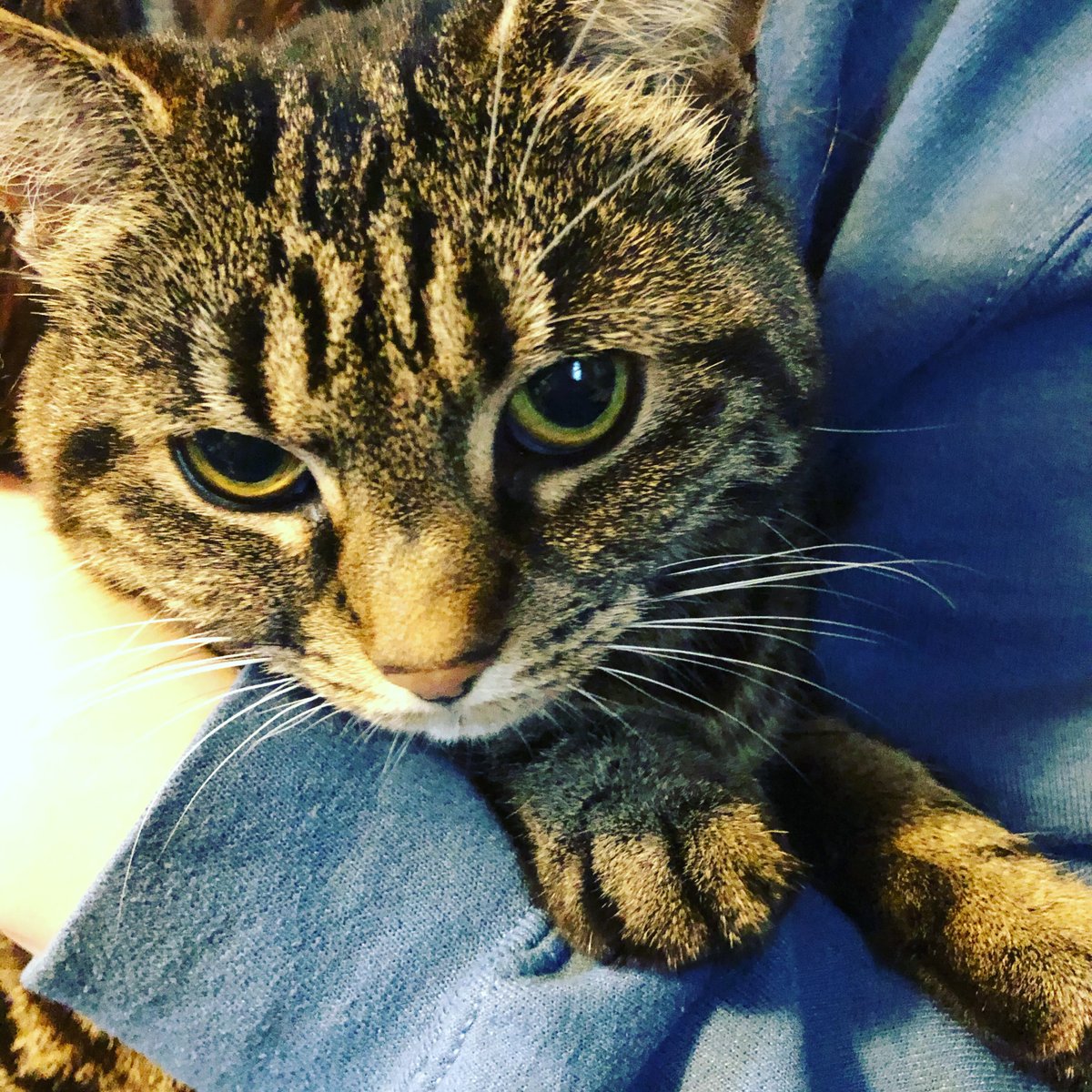 CornishGirls's tweet image. Our cats often get a few dried cat biccies after being outside in the cold. Now one of them waits by the door to be let out, and, having gone outside for 30 secs, runs straight back in, only to STARE up at the treat cupboard in a meaningful way. #playingthesystem #CatsOfTwitter