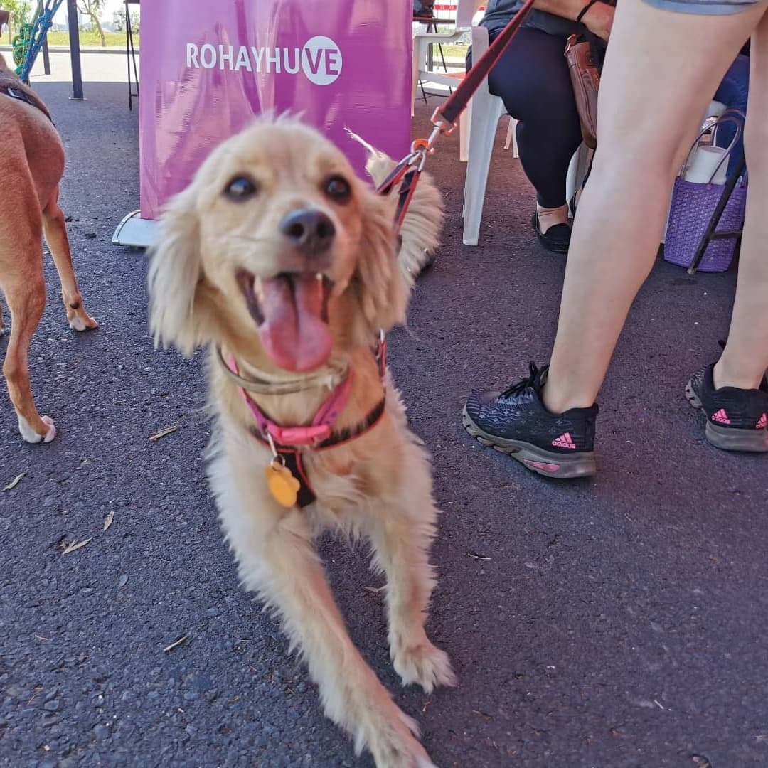 bomberos132tv's tweet photo. Ya estamos en la #Bombechef en la Costanera de Asunción, comenzamos las desparacitaciónes y vacunaciónes de los perritos, es libre y sin costo, les esperamos a todos para compartir un hermoso día‼️ recuerden que tenemos platos Gourmet, vengan con los niños para que se quiten https://t.co/rBYBud25da