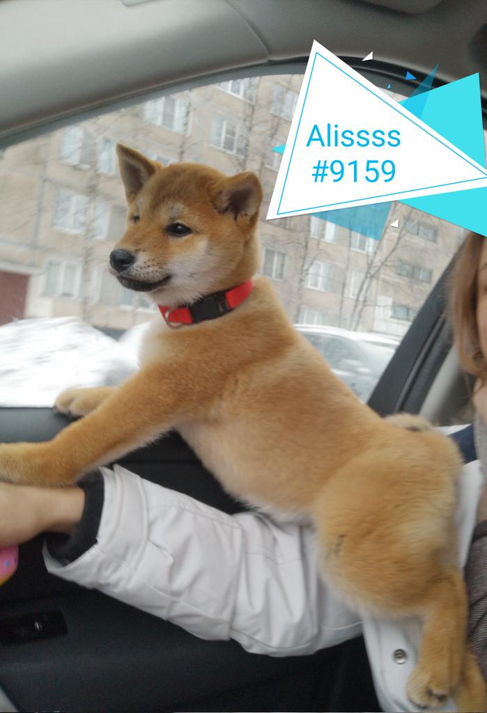 AlissaBurova's tweet photo. @enviroGallery Shibas rule the world 😋 https://t.co/hWhW3Ks9vr