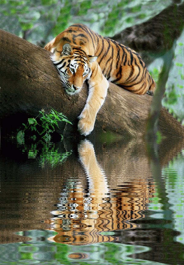 #wildlife #nature #relax #photography #Reflection