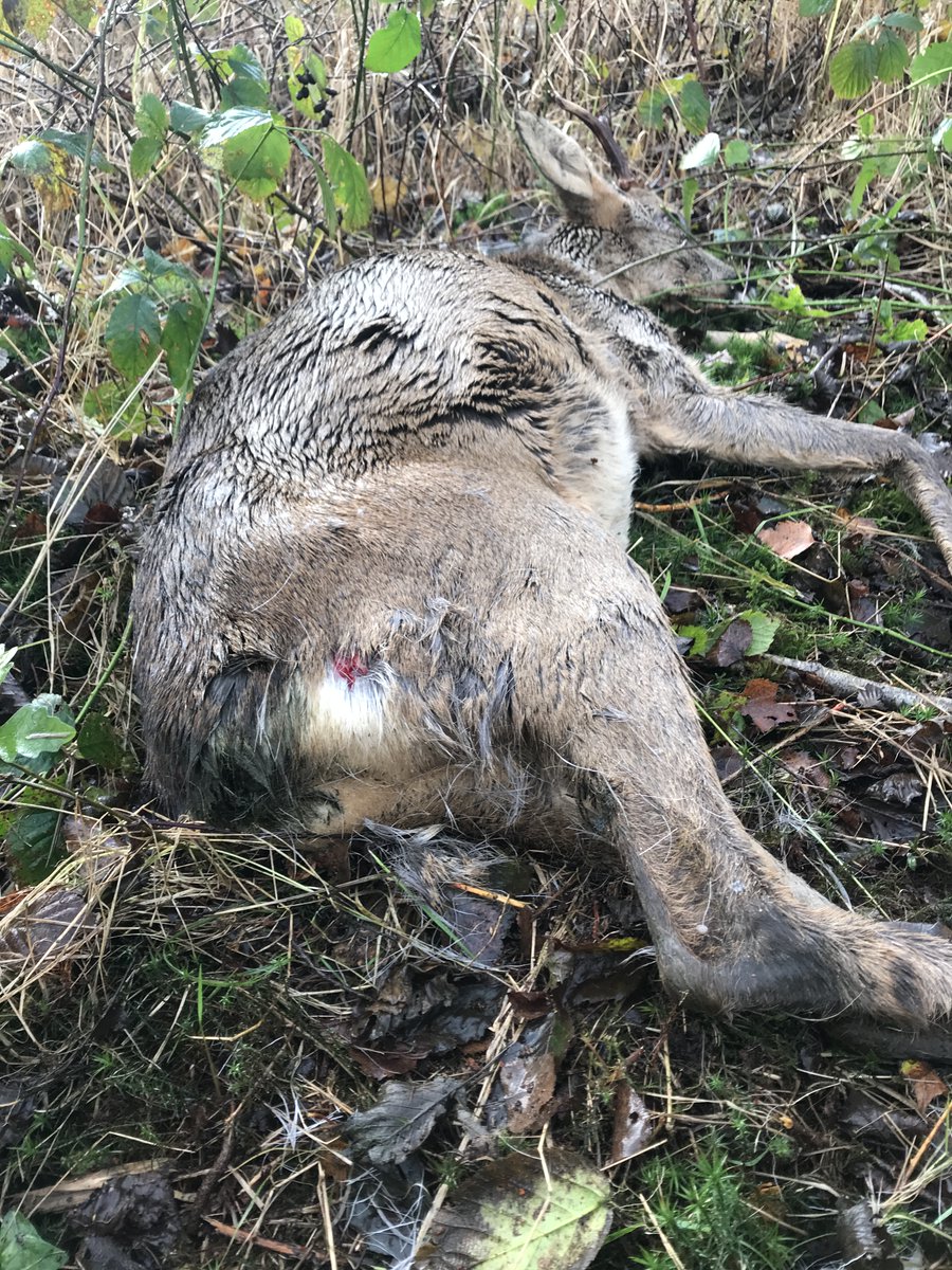 Jan Meesters tweet media