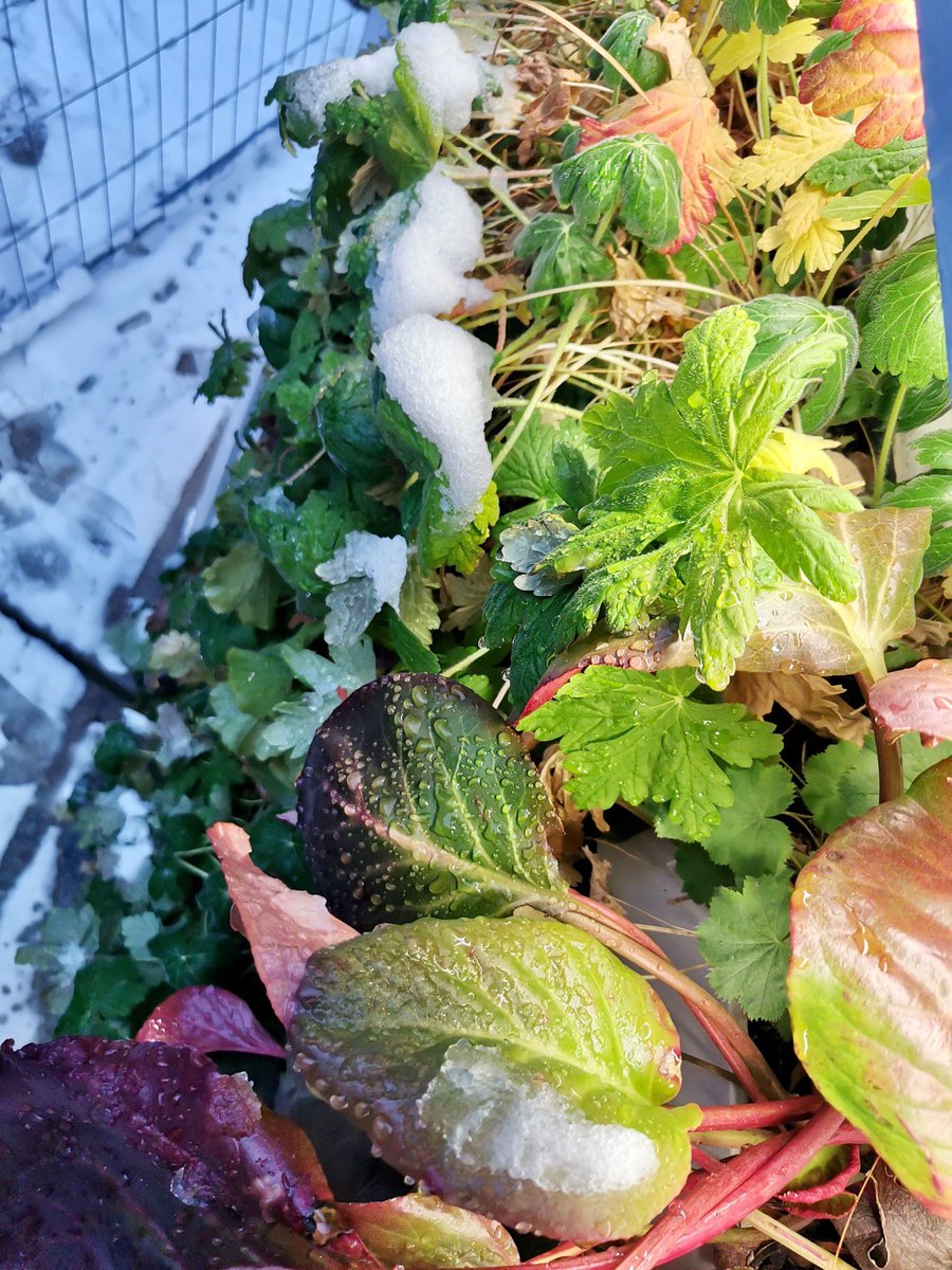 #19 - #MUGLI ist ein mobiler #Ausstellungsraum f. #Bauwerksbegrünung. Auf Tour durch 🇦🇹 Städte vermittelt er Wissen zu #Technologien &amp; Leistungen v. Dach-, Fassaden- &amp; Innenraumbegrünungen &amp; setzt neue #Impulse f. urbane Begrünungen: gruenstattgrau.at/projekt/mugli/ ©Schedl_IBA &amp; GSG