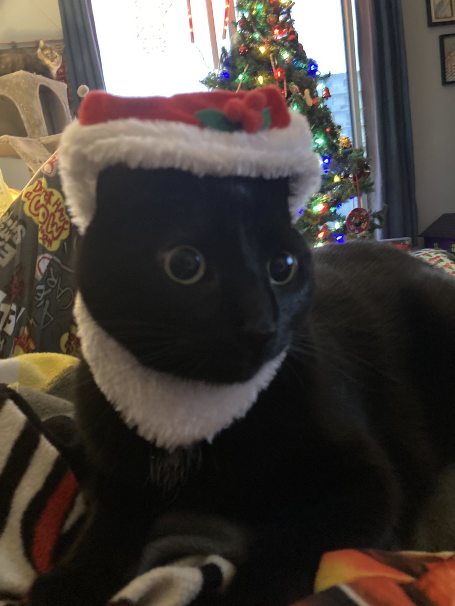 BarnimChrisUPI's tweet photo. They actually let me put their Christmas hats on this year! https://t.co/MzDlmLgIsd
