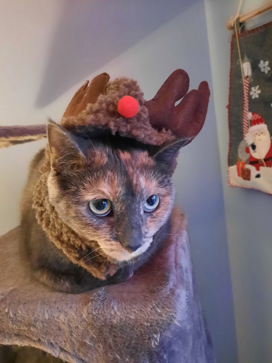 BarnimChrisUPI's tweet photo. They actually let me put their Christmas hats on this year! https://t.co/MzDlmLgIsd