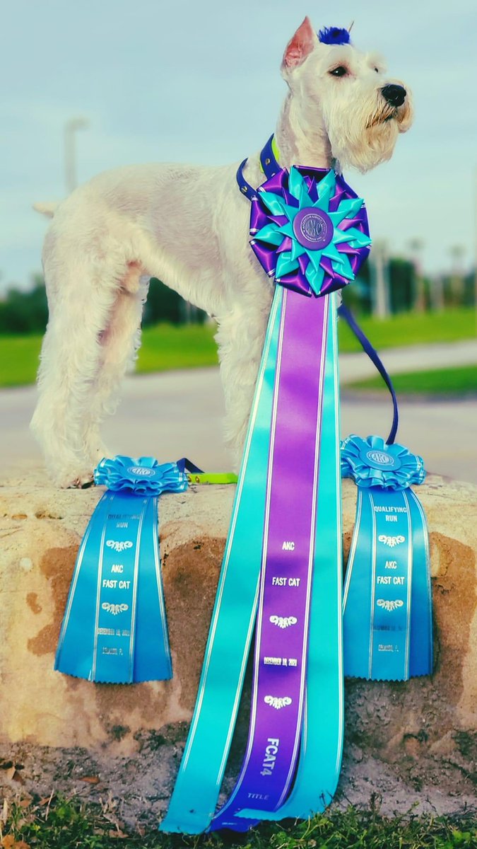 AMSC_schnauzer's tweet photo. AKC @akcdoglovers nationals are happening this weekend and this boy named Joker is the top mini schnauzer in fast cat, earned FCAT 4, and overall is lightning fast!! Schnauzers can do anything! #dogs #dogsoftwitter #DogsofTwittter #Schnauzer #SchnauzerGang #performancedogs https://t.co/tVe7FO6nzp