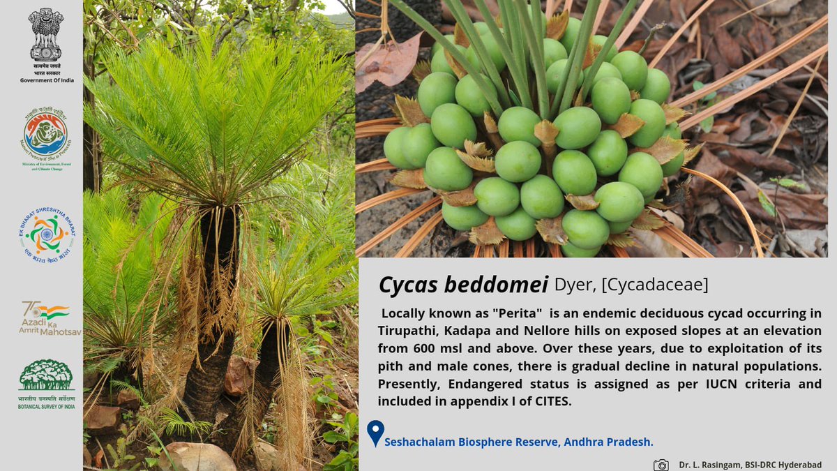 moefcc's tweet photo. #Cycas beddomei, an endemic deciduous cycad species found in #Tirupathi, #Kadapa & #Nellore hills of #Andhra_Pradesh on exposed slopes at an elevation from 600msl & above.Due to over exploitation for its pith and male cones, there is gradual decline in it's natural populations. https://t.co/o8s5ctAxQI