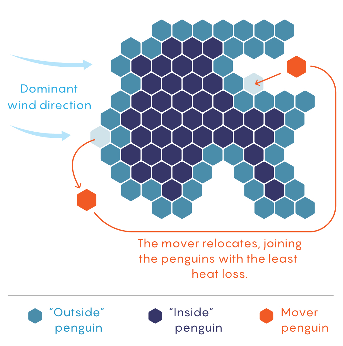 QuantaMagazine's tweet photo. Temperatures inside a huddle of emperor penguins can reach a balmy 100°F. As wind flow and temperature around the huddle shift, the penguins adjust to maximize ambient heat and protect their eggs.  https://t.co/ydxCJQZoMY https://t.co/QPsXGPxd09