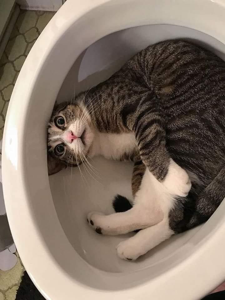 TranslatedCats's tweet photo. you're baffled. https://t.co/kTpp3v7LNj