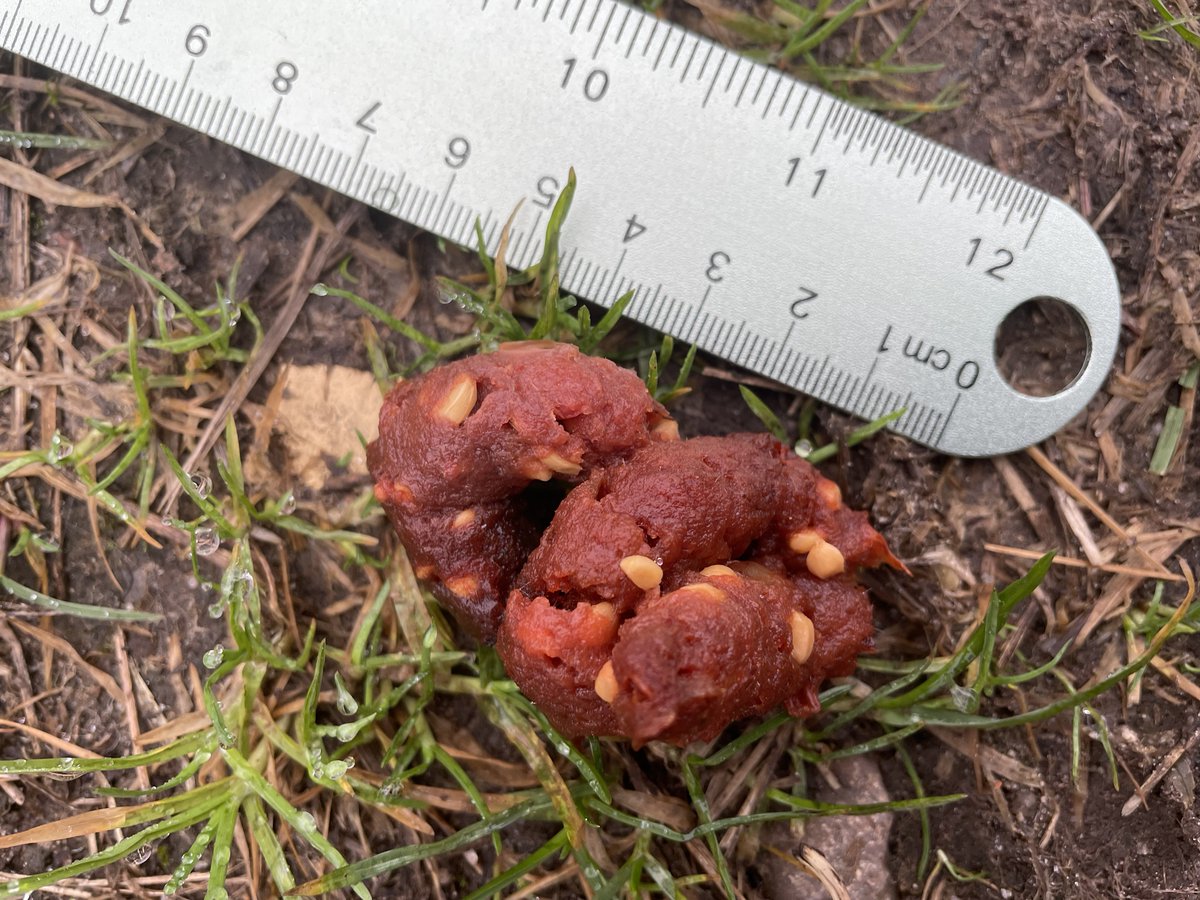 Found some very interesting poop this morning. Anyone got an idea what it might be from? Found in Moray, Scotland (rural). @BBCCountryfile
