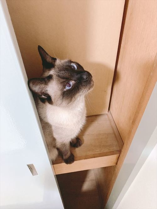 猫に枕をとられるので、猫用枕を買ったけど…… 「やはりそうなる」猫と寝る"あるある"を描いた漫画が面白い https://t.co/tZxBXAv4ZY @itm_nlabより
