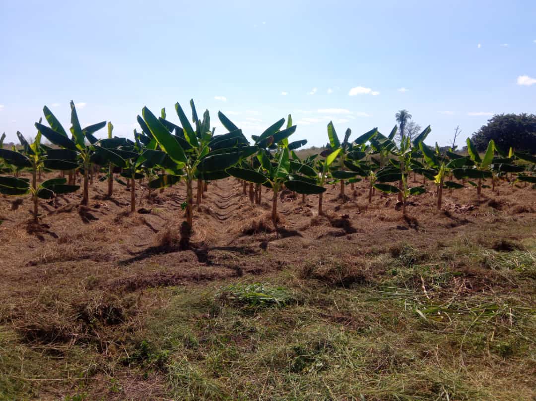 #19Dic La coordinación INDER Cojedes, visitó el predio del productor Odilio Barcos, en el sector La Flecha del municipio Ezequiel Zamora, para inspeccionar el avance del proceso productivo en la zona.  

#ProducirEsVencer