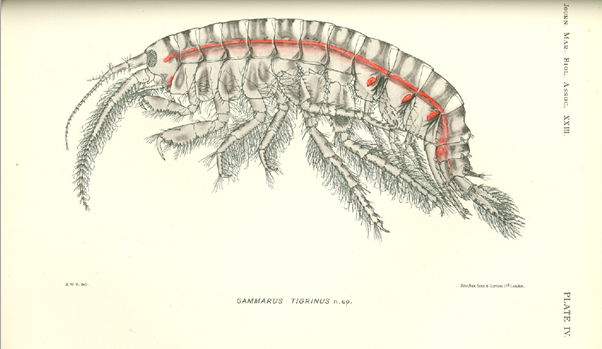 MeredithCatrin's tweet photo. @WGCG_UK So much more, indeed. Researching for @BrineMemories has uncovered distinctive geology, flora &amp; fauna of the area. There are halophytes e.g. Dittander and Slender Hare's Ear growing locally, and a new species of Gammarus was found in #Droitwich's unique waters in 1930s. @WorcsWT https://t.co/BAqvKPs8Pb