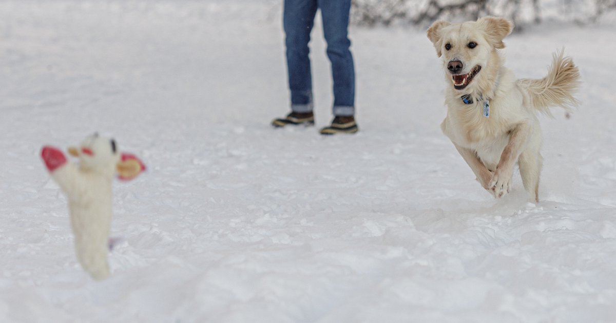 DogsTrevorMet's tweet photo. Albie at Goose Lake Park. https://t.co/l5ucZ9idTo