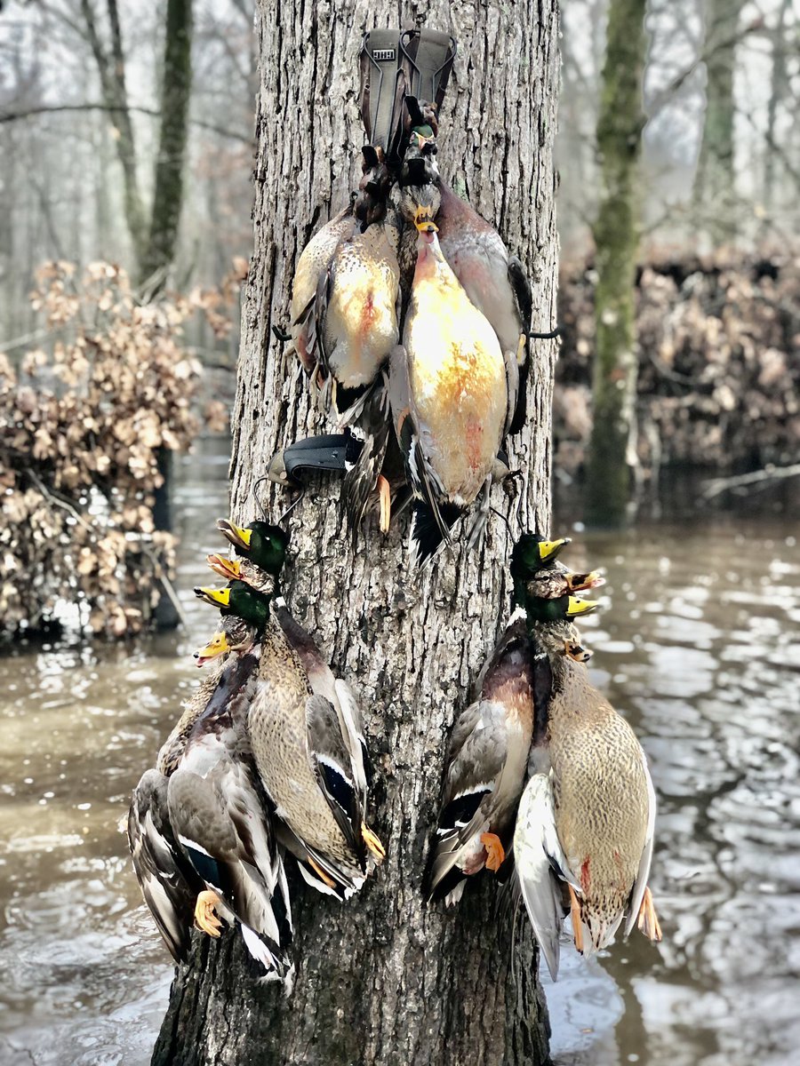 MayorJohnHolden's tweet photo. Another good day #timberhunting in Stuttgart, Arkansas. #slickshuntinglodge #stuttgarthuntingclub https://t.co/Utw5o5X1Lm