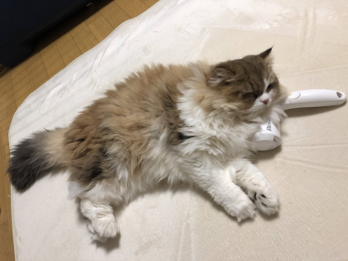 amagami_night's tweet photo. お掃除はさせませ〜ん🧹

#pacpak 
#ぱくぱくろーらー https://t.co/0s8xf1bwYy
