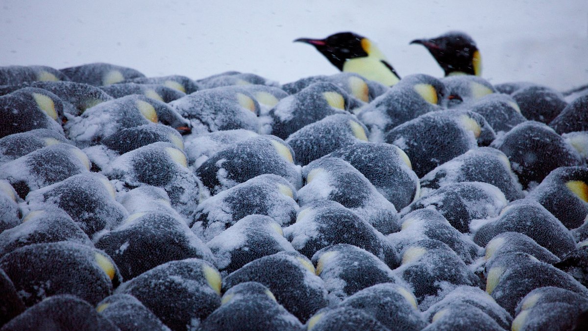 Super cool science that made my morning: Emperor penguins collectively figure out how to efficiently tile a 2D space to preserve heat. Huddle middle can be 100 °F! via <a href="/PLOSONE/">PLOS One</a>  journals.plos.org/plosone/articl… Also: <a href="/QuantaMagazine/">Quanta Magazine</a>  quantamagazine.org/math-of-the-pe…